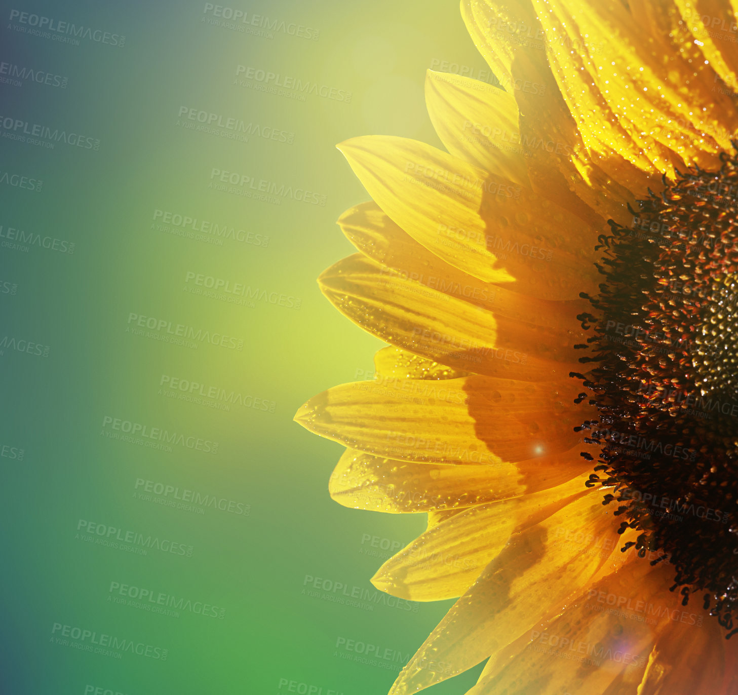 Buy stock photo Cropped shot of a sunflower