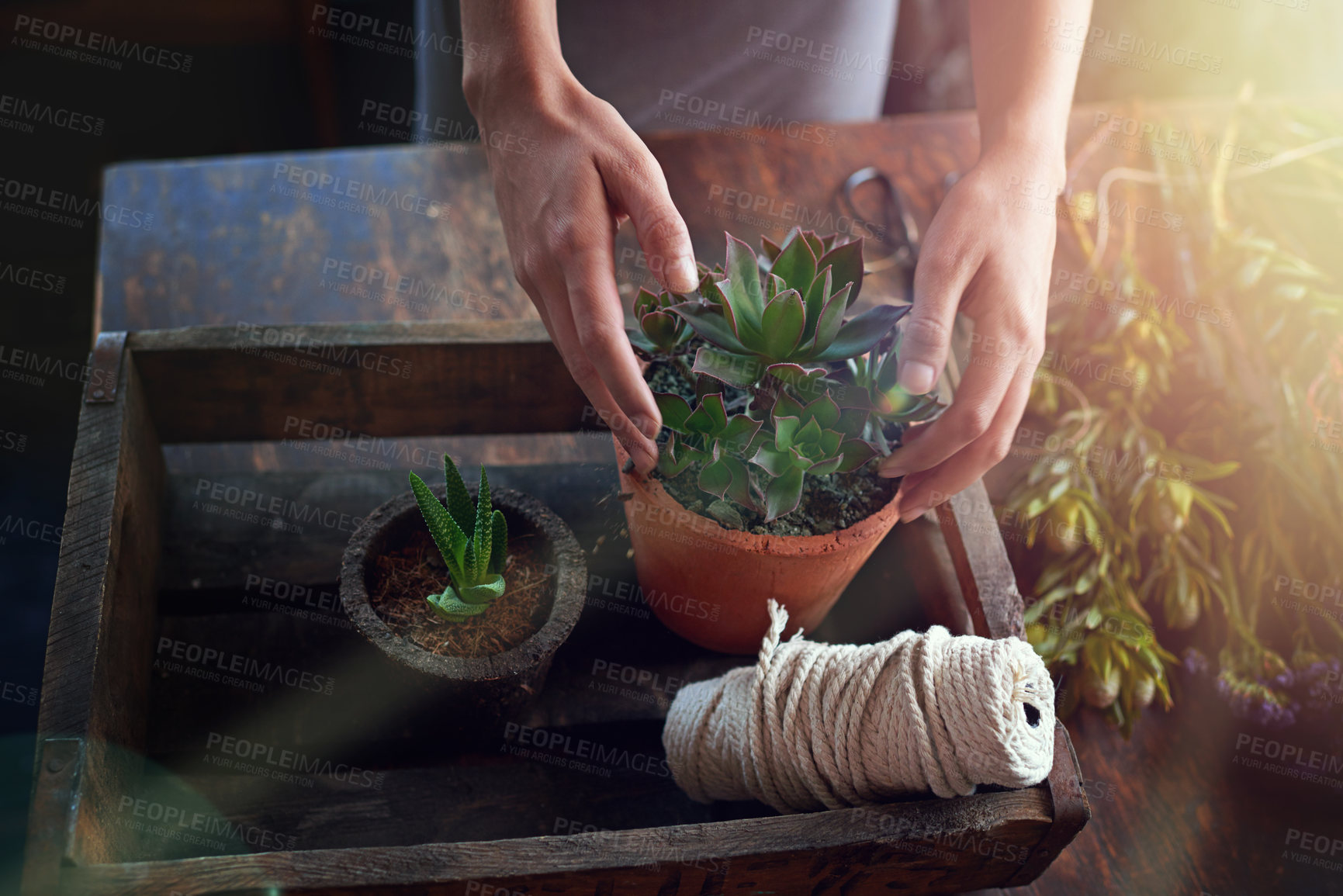 Buy stock photo Hands, plant and pot with flowers for hobby, gardening and horticulture with healthy soil, rope and growth. Woman, table and eco friendly for botany, ecology and natural environment with succulent