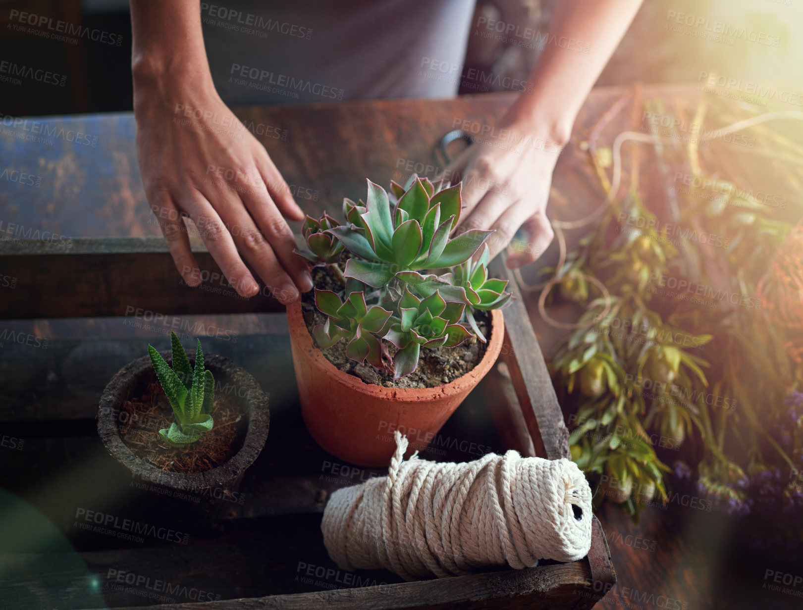 Buy stock photo Hands, plant and pot with flower for gardening, hobby and horticulture with healthy soil or growth. Woman, table and eco friendly for botany, ecology and natural environment with succulent floral 