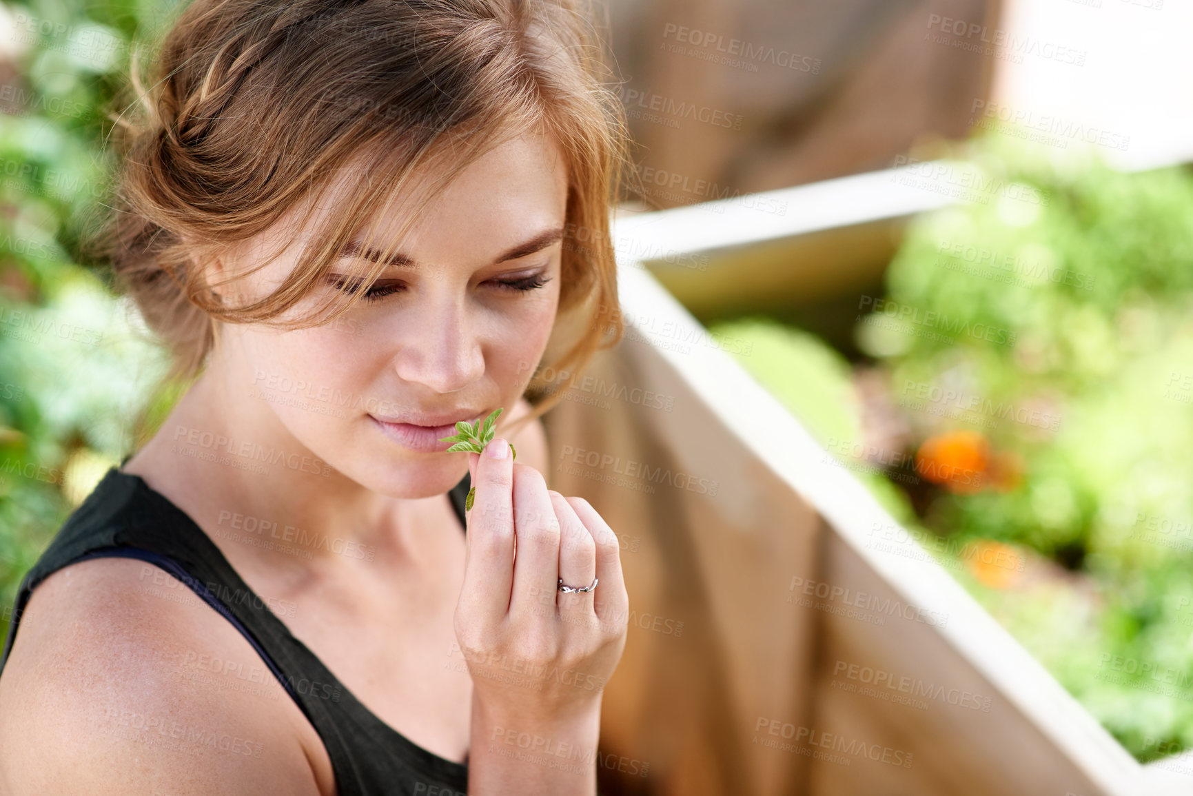 Buy stock photo Girl, smell and herbs in garden for aroma, fresh plants and agriculture harvest for healthy food. Woman, basil leaves and scent with sustainable farming, nutrition and organic medicine in countryside