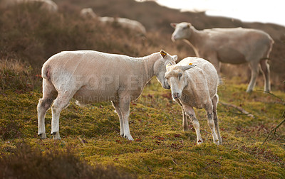 Buy stock photo A flock of sheep in a meadow on lush farmland. Shaved sheared wooly sheep eating grass on a field. Wild livestock grazing in Rebild National Park, Denmark. Free range organic mutton and lamb