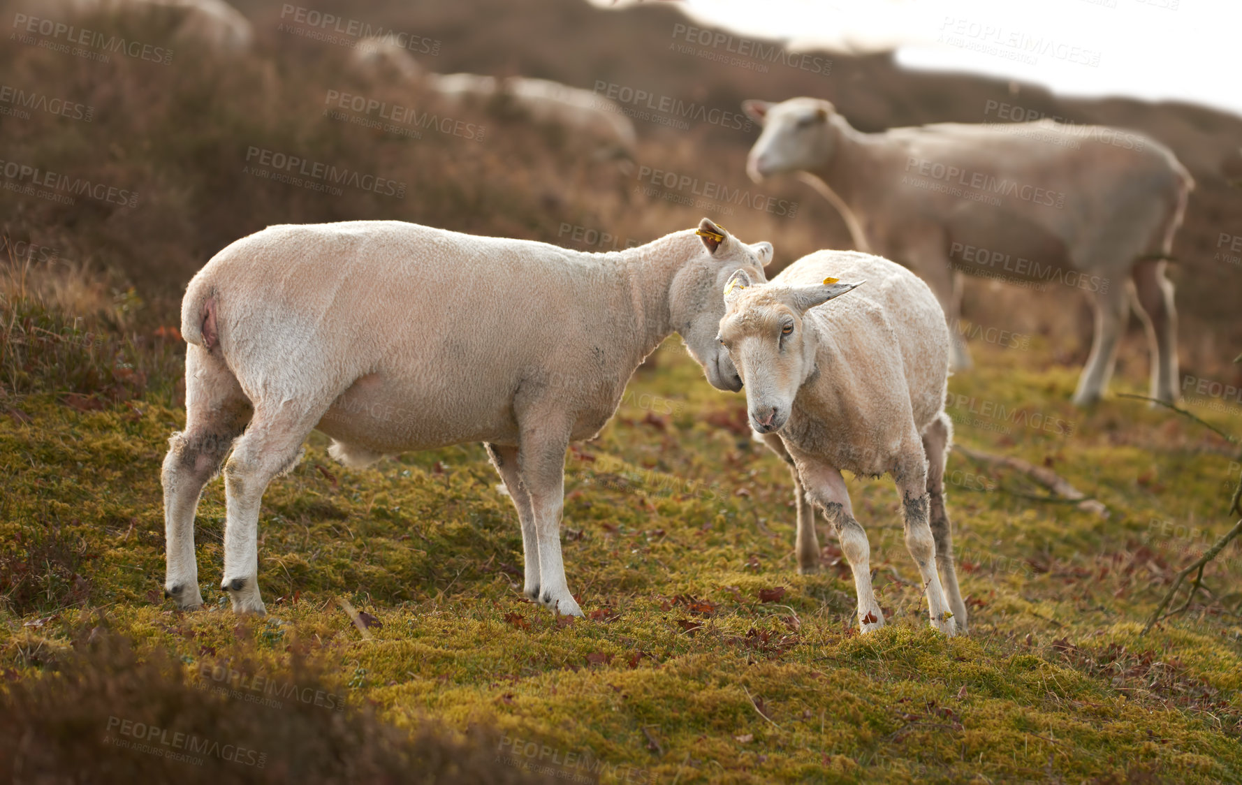 Buy stock photo A flock of sheep in a meadow on lush farmland. Shaved sheared wooly sheep eating grass on a field. Wild livestock grazing in Rebild National Park, Denmark. Free range organic mutton and lamb