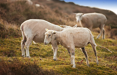 Buy stock photo A flock of sheep in a meadow on lush farmland. Shaved sheared wooly sheep eating grass on a field. Wild livestock grazing in Rebild National Park, Denmark. Free range organic mutton and lamb