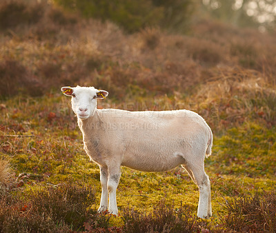 Buy stock photo Sheeps in the wild - Rebild National State Park, Jutland, Denmark. One lone sheep walking along a valley slope and grazing and eating on green lush grass. Free range mutton farm. Animals in the wild