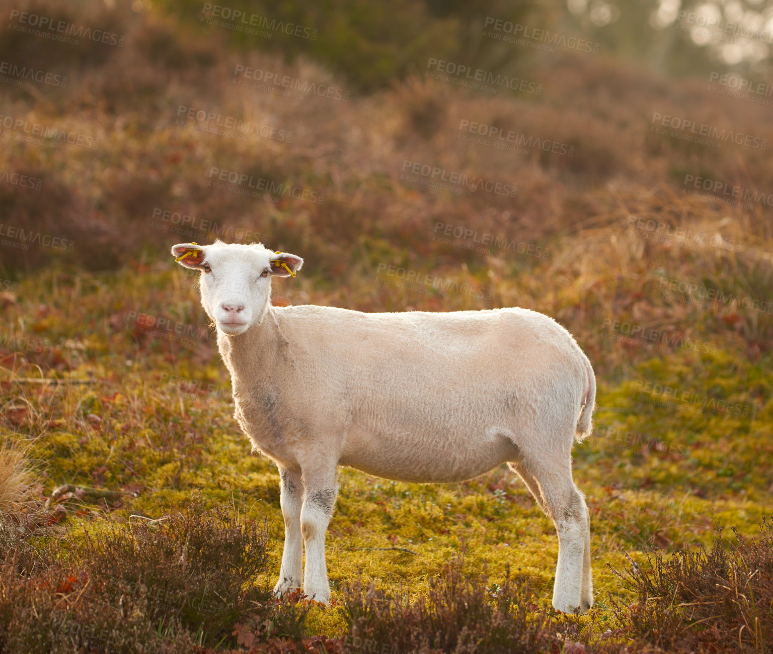 Buy stock photo Sheeps in the wild - Rebild National State Park, Jutland, Denmark. One lone sheep walking along a valley slope and grazing and eating on green lush grass. Free range mutton farm. Animals in the wild