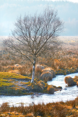 Buy stock photo River, tree and spring in nature or environment with landscape for sustainability in countryside. Water, plants and bush or fog in morning for outdoor and eco friendly location or travel destination 