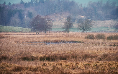 Buy stock photo Nature, marsh land and forest with trees, plants and Denmark with environment, fog and national park. Empty, grass and ecology with landscape, ecosystem and climate change with woods, misty or bushes