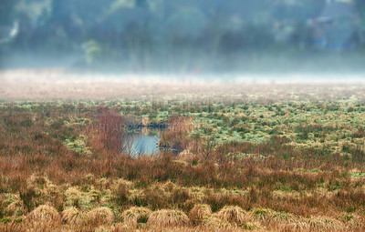 Buy stock photo Morning nature - marsh land. A wet muddy ground too soft to support a heavy body. Rebild National Park, Jutland, Denmark.