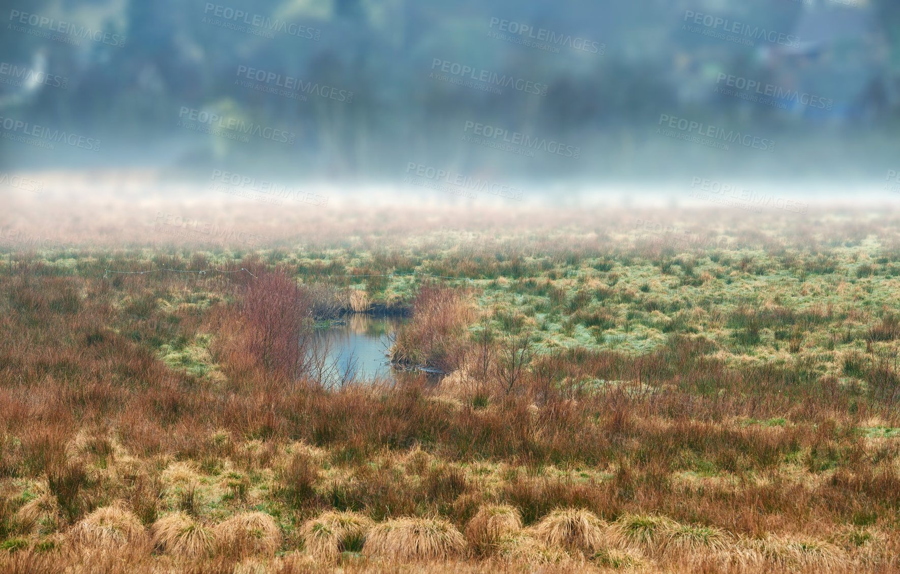 Buy stock photo Morning nature - marsh land. A wet muddy ground too soft to support a heavy body. Rebild National Park, Jutland, Denmark.