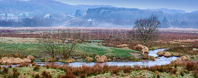 Buy stock photo River, tree and landscape in nature or environment with water for sustainability in countryside. Stream, plants and bush or fog in morning for outdoor and eco friendly location or travel destination 