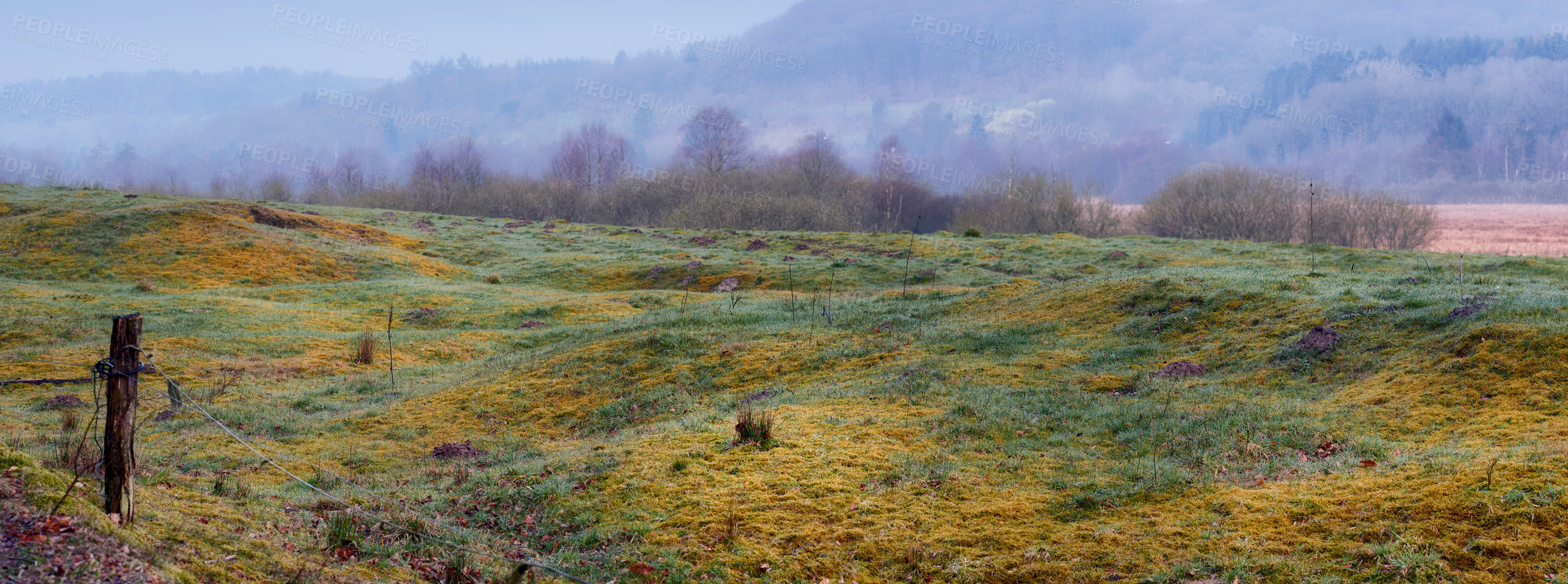 Buy stock photo Nature, marsh land and forest with trees, green and Denmark with environment, woods and national park. Empty, grass and ecology with landscape, ecosystem and climate change with bushes and outdoor