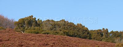 Buy stock photo Nature, landscape and forest with trees, blue sky and Denmark with environment, bushes and national park. Empty, grass and ecology with plants, sustainability or outdoor with climate change or leaves