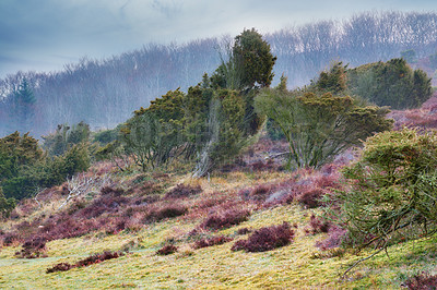 Buy stock photo Moorland at Rebild National Park, Jutland, Denmark.