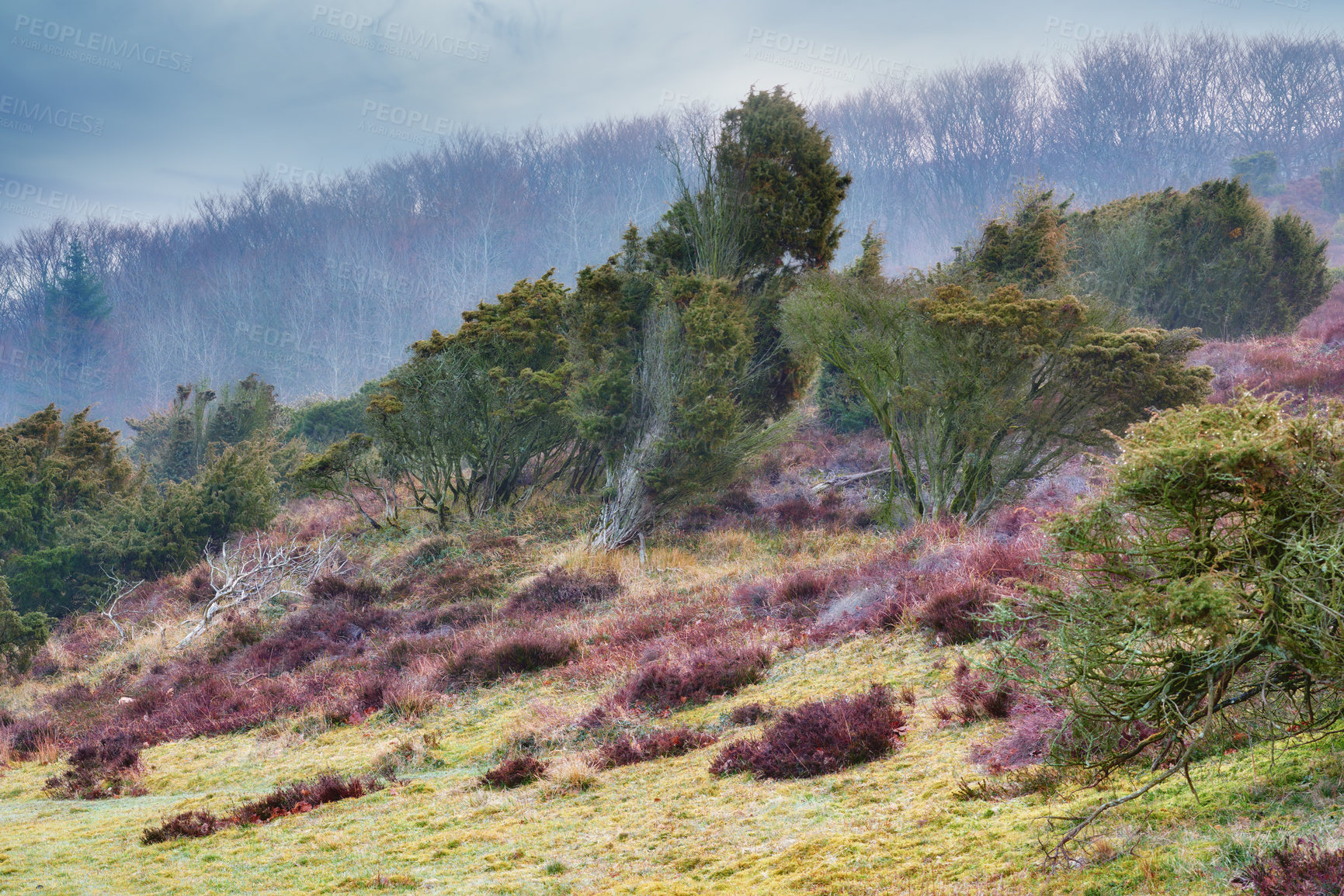 Buy stock photo Moorland at Rebild National Park, Jutland, Denmark.