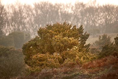 Buy stock photo Moorland at Rebild National Park, Jutland, Denmark.