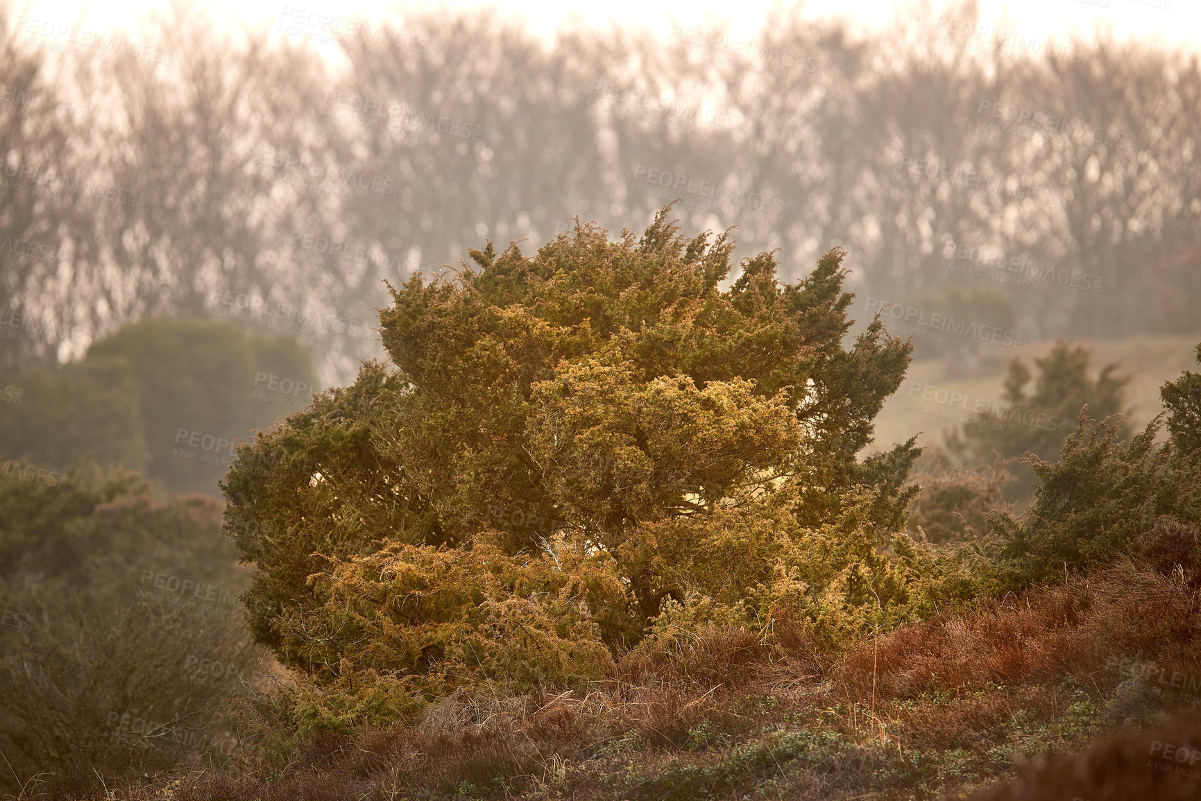 Buy stock photo Moorland at Rebild National Park, Jutland, Denmark.