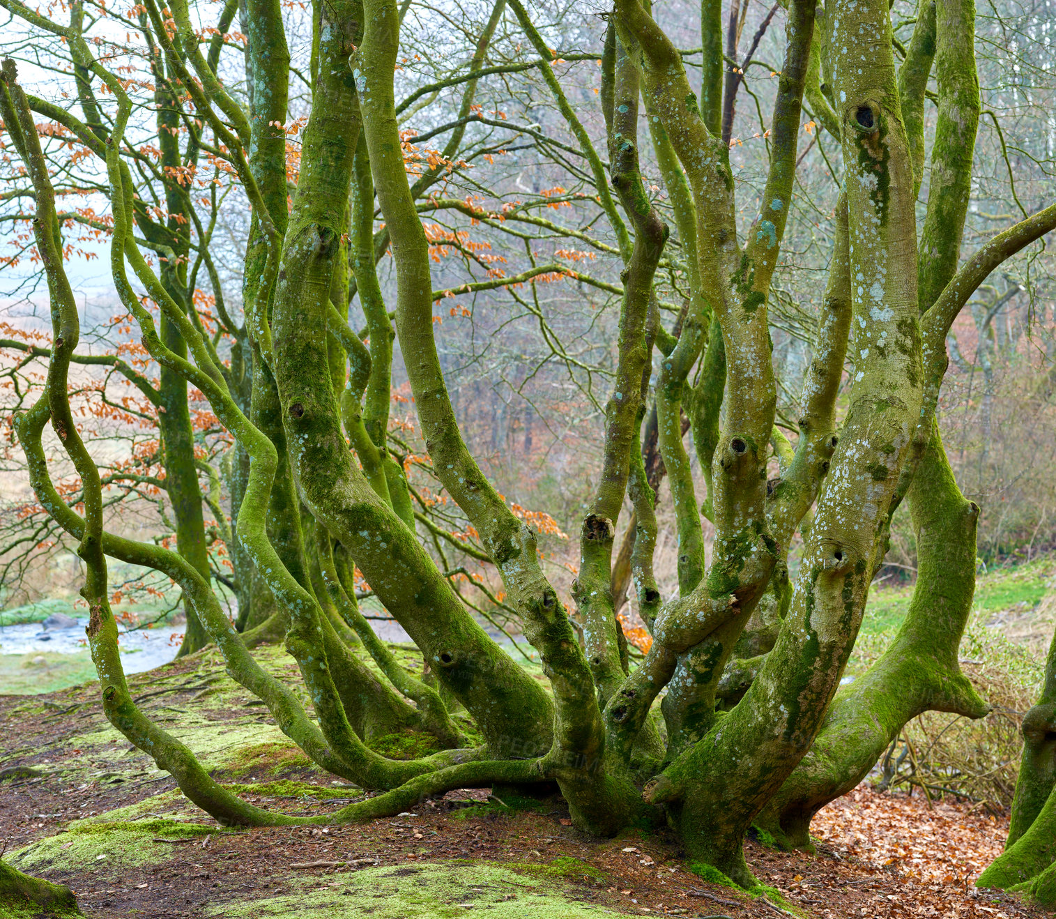 Buy stock photo Outdoor, trees and moss on trunk in rainforest or natural environment, moisture and surface texture for lichen growth. Ecology, nature and foliage with algae or fungus in tropical region, New Zealand