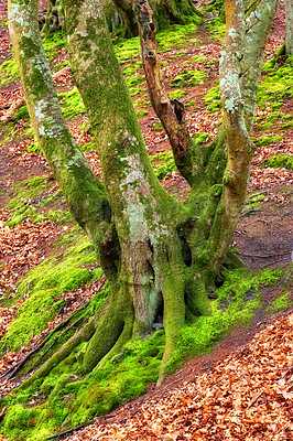 Buy stock photo Nature, tree and moss on bark in forest or natural environment, moisture and surface texture for lichen growth. Woodland, outdoor and foliage with algae or fungus in tropical region, New Zealand.