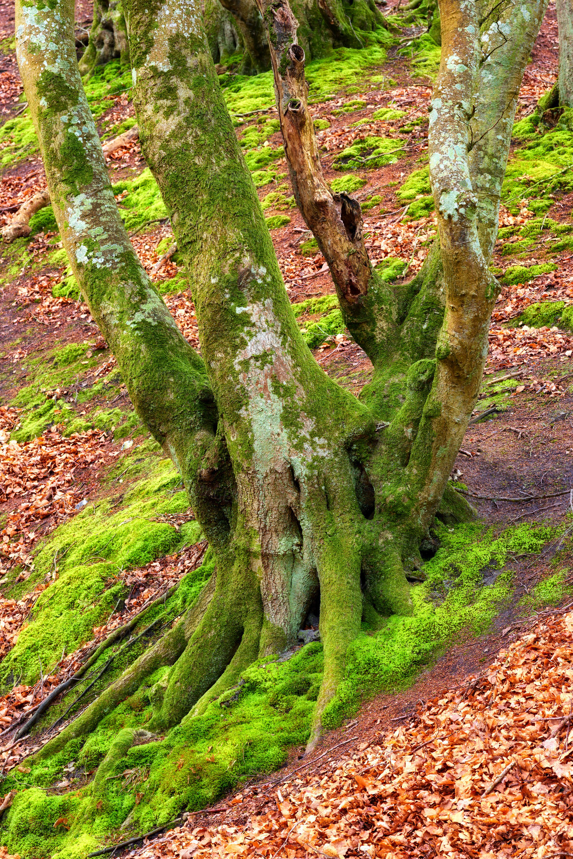 Buy stock photo Nature, tree and moss on bark in forest or natural environment, moisture and surface texture for lichen growth. Woodland, outdoor and foliage with algae or fungus in tropical region, New Zealand.