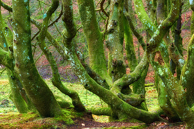 Buy stock photo The enchanted forest in Rebild National Park, Jutland, Denmark.