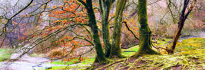 Buy stock photo Nature, tree and moss on bark in rainforest or natural environment, moisture and surface texture for growth banner. Woodland, outdoor and foliage with algae or fungus in tropical region, New Zealand.