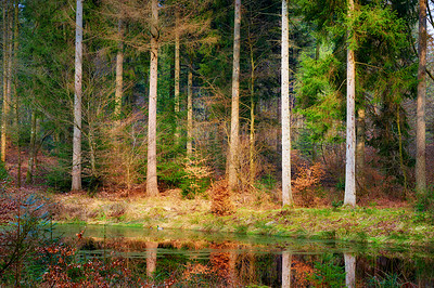 Buy stock photo Trees, forest and reflection in water or environment with landscape for sustainability in countryside. River, plants and woods in morning for camping and eco friendly location or travel destination 