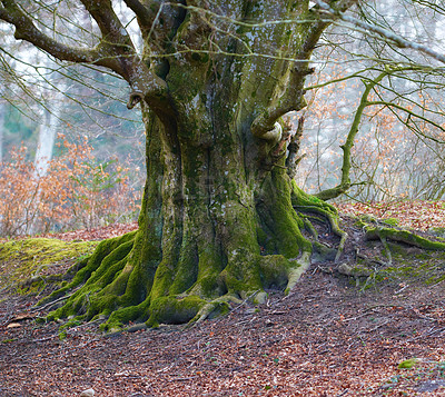 Buy stock photo The enchanted forest in Rebild National Park, Jutland, Denmark.