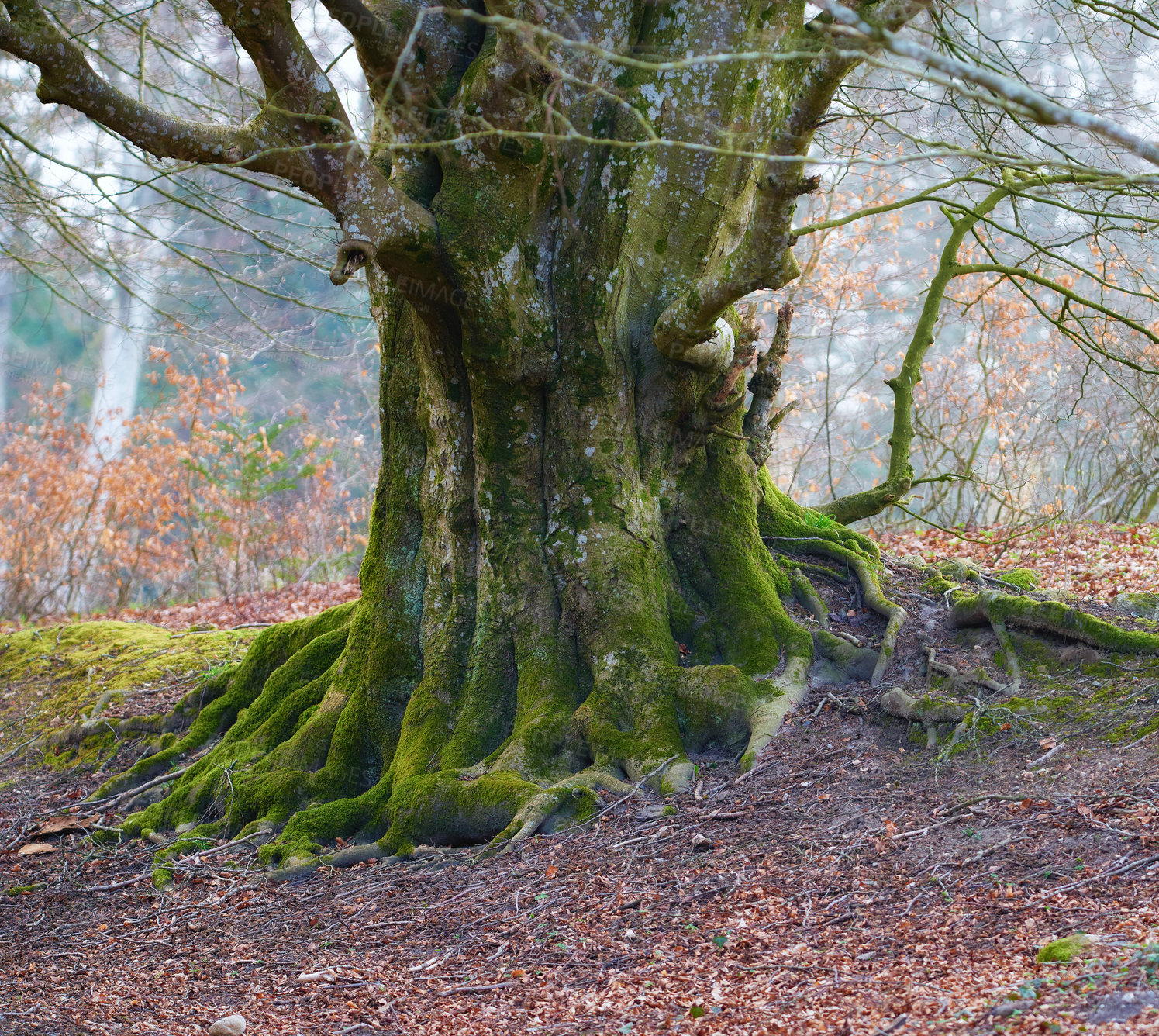 Buy stock photo The enchanted forest in Rebild National Park, Jutland, Denmark.