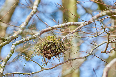 Buy stock photo Tree, branch and forest in nature, outdoor and sick with fungus, growth and witches broom in Denmark. Plants, woods and life cycle with leaves, texture and landscape in spring at Rebild National Park