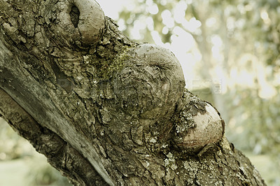 Buy stock photo Trees, forest and trunk in nature with bark, bush or pattern at Rebild National Park in Denmark. Woods, environment and healthy ecosystem for texture, crack or branch on landscape with sustainability