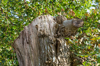 Buy stock photo Trees, forest and stump in nature with bark, bush and leaves at Rebild National Park in Denmark. Woods, environment and healthy ecosystem with texture, growth and landscape with sustainability