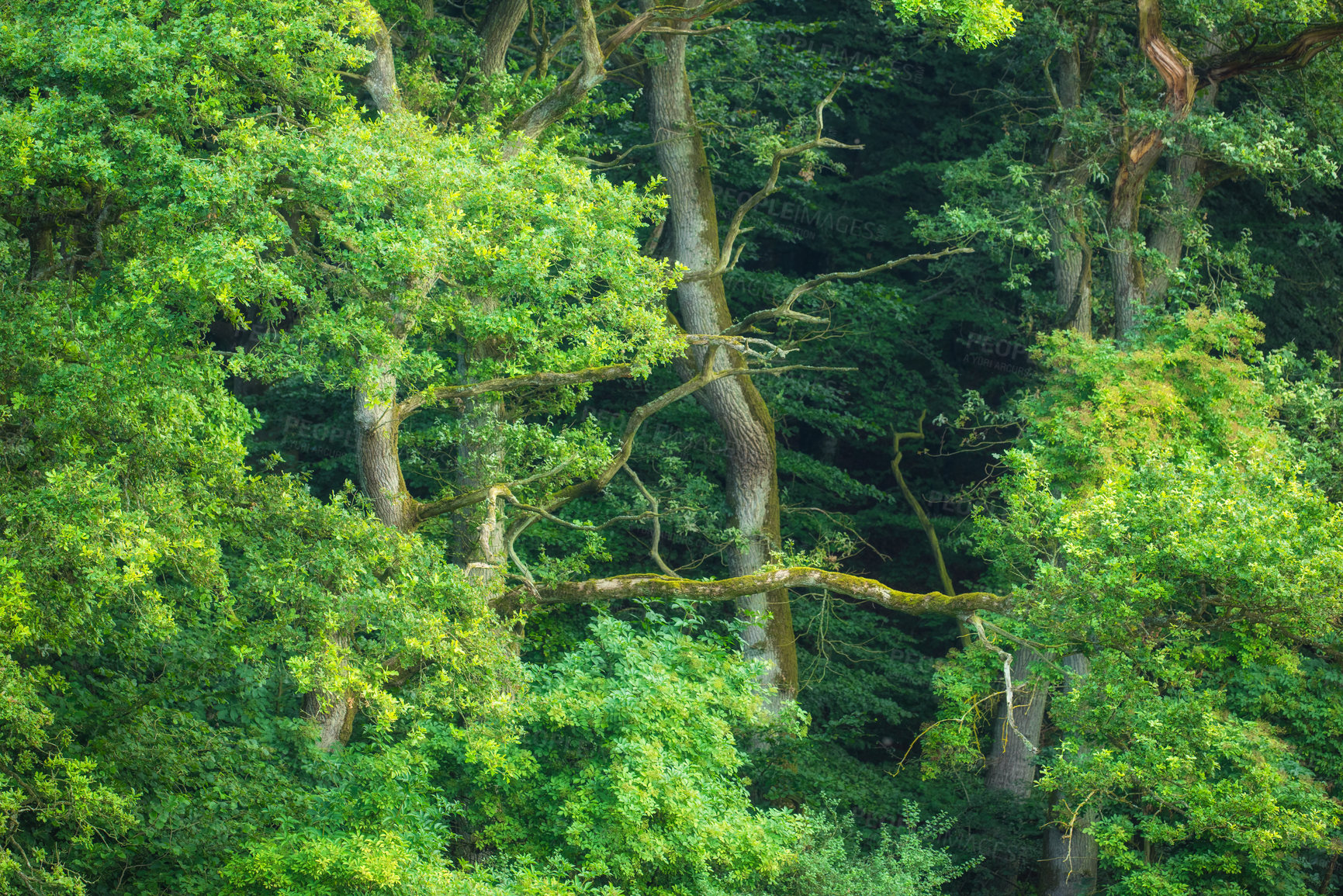 Buy stock photo Trees, forest and outdoor in nature with growth, bush and leaves at Rebild National Park in Denmark. Woods, environment and healthy ecosystem with foliage, wood and landscape with sustainability