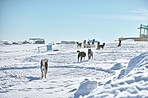 Sled dogs in city of Ilulissat - Greenland