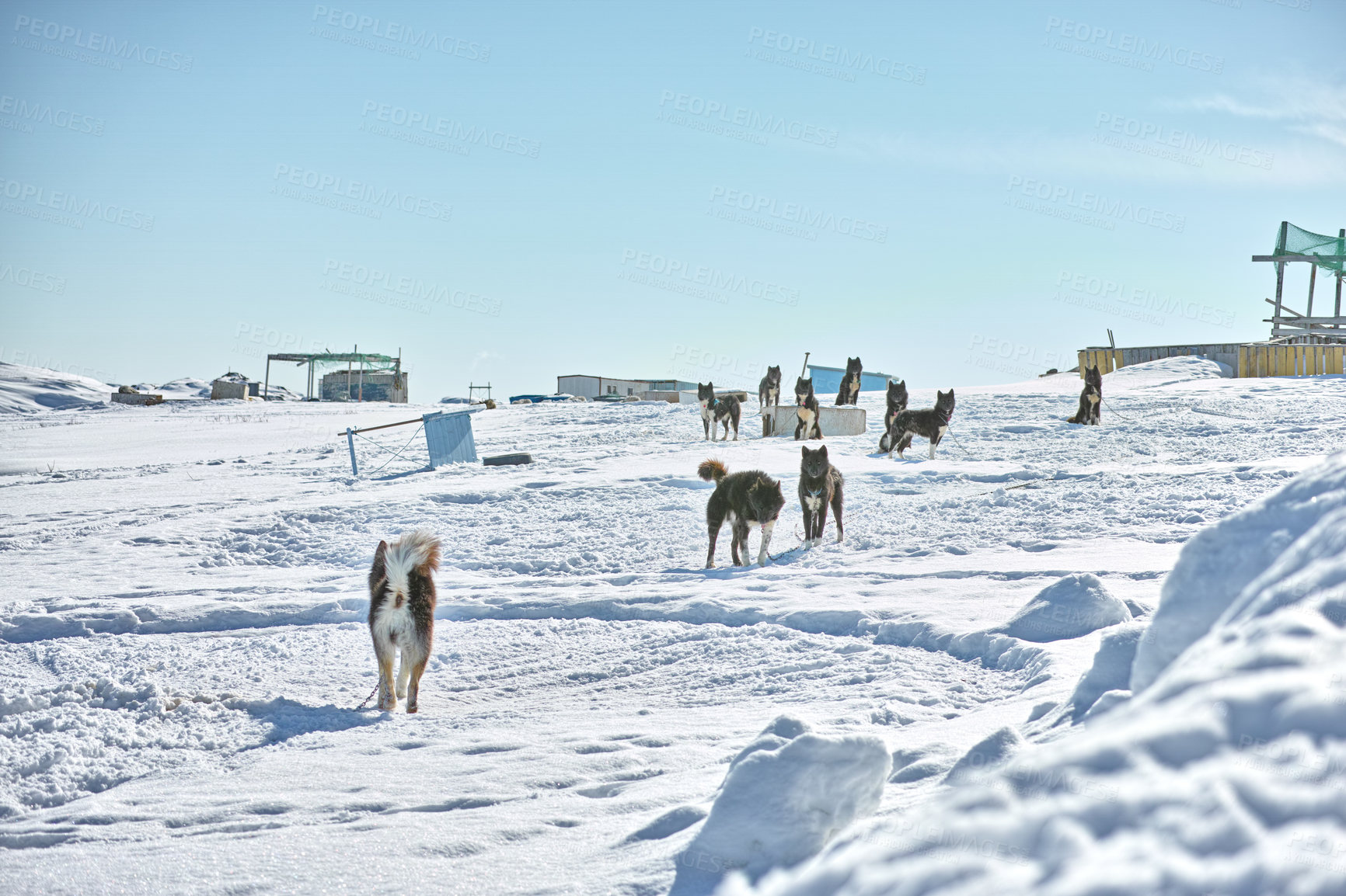 Buy stock photo Sled dog - 7000 sled dogs in the city of  Ilulissat, at city with a population of 4500 people, Greenland, Denmark.  The month of May