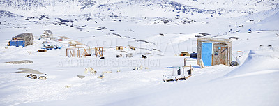 Buy stock photo Sled dog - 7000 sled dogs in the city of  Ilulissat, at city with a population of 4500 people, Greenland, Denmark.  The month of May