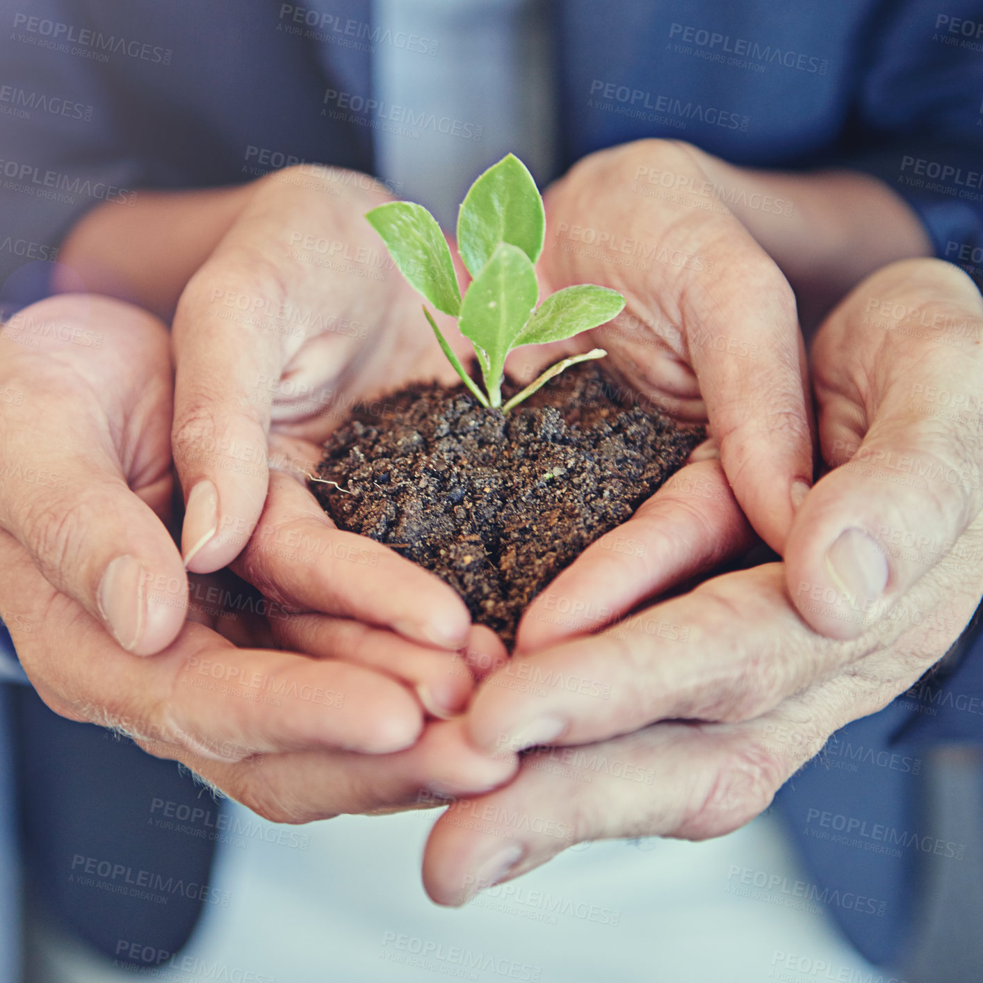 Buy stock photo Hands, group and business with plant, growth or together for support, helping hand or closeup for sustainability. Team, people and seedling in soil, solidarity or teamwork for development at startup