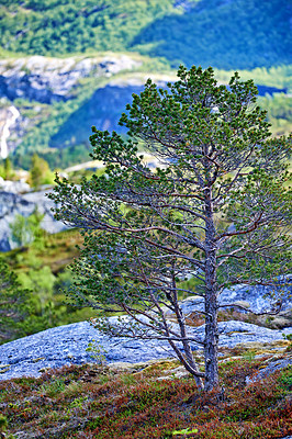 Buy stock photo Landscape, countryside and nature with mountain, stream and green trees in Norway for eco friendly. Environment, earth and water with grass, blue sky and plants for travel, ecology or sustainability