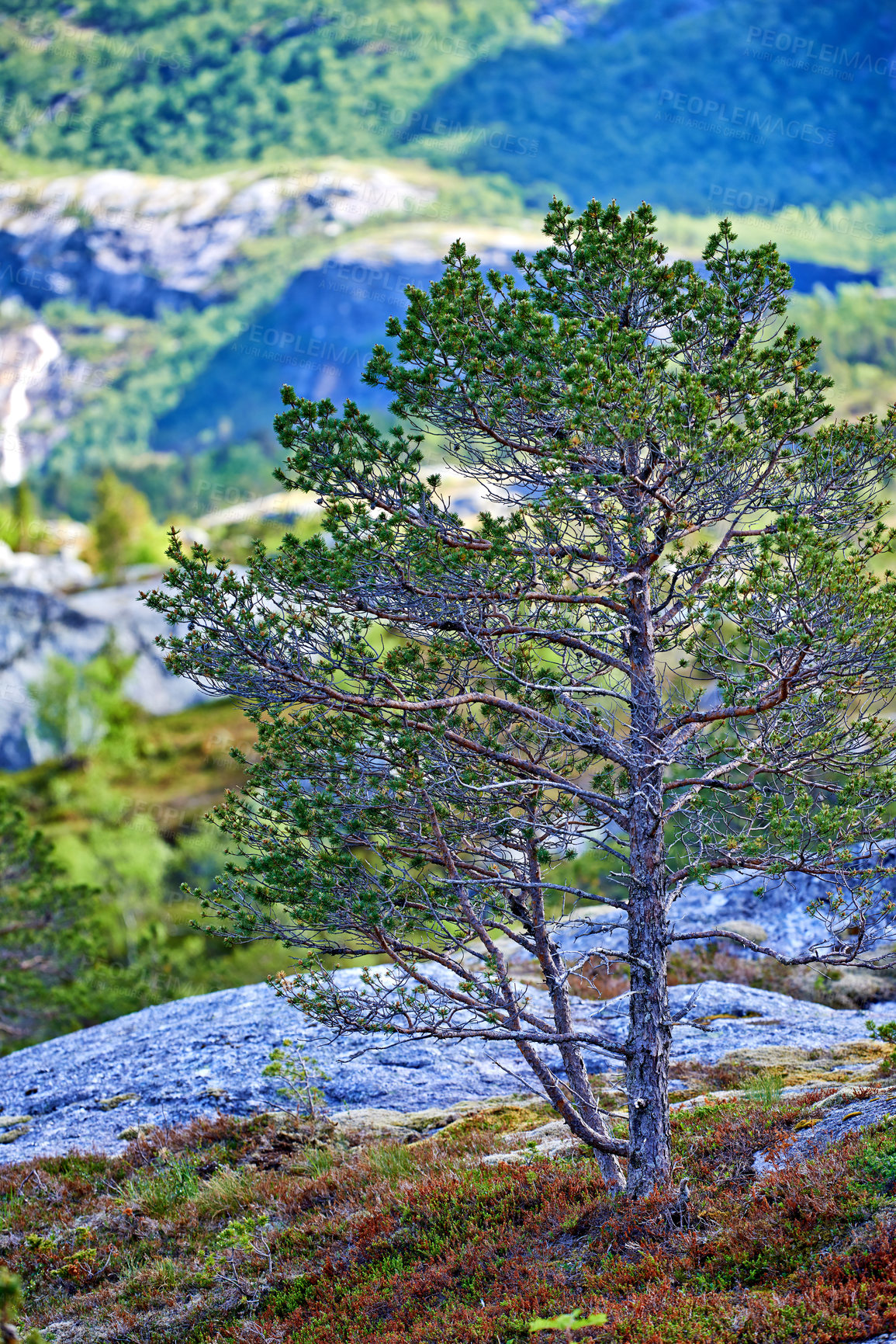 Buy stock photo Landscape, countryside and nature with mountain, stream and green trees in Norway for eco friendly. Environment, earth and water with grass, blue sky and plants for travel, ecology or sustainability