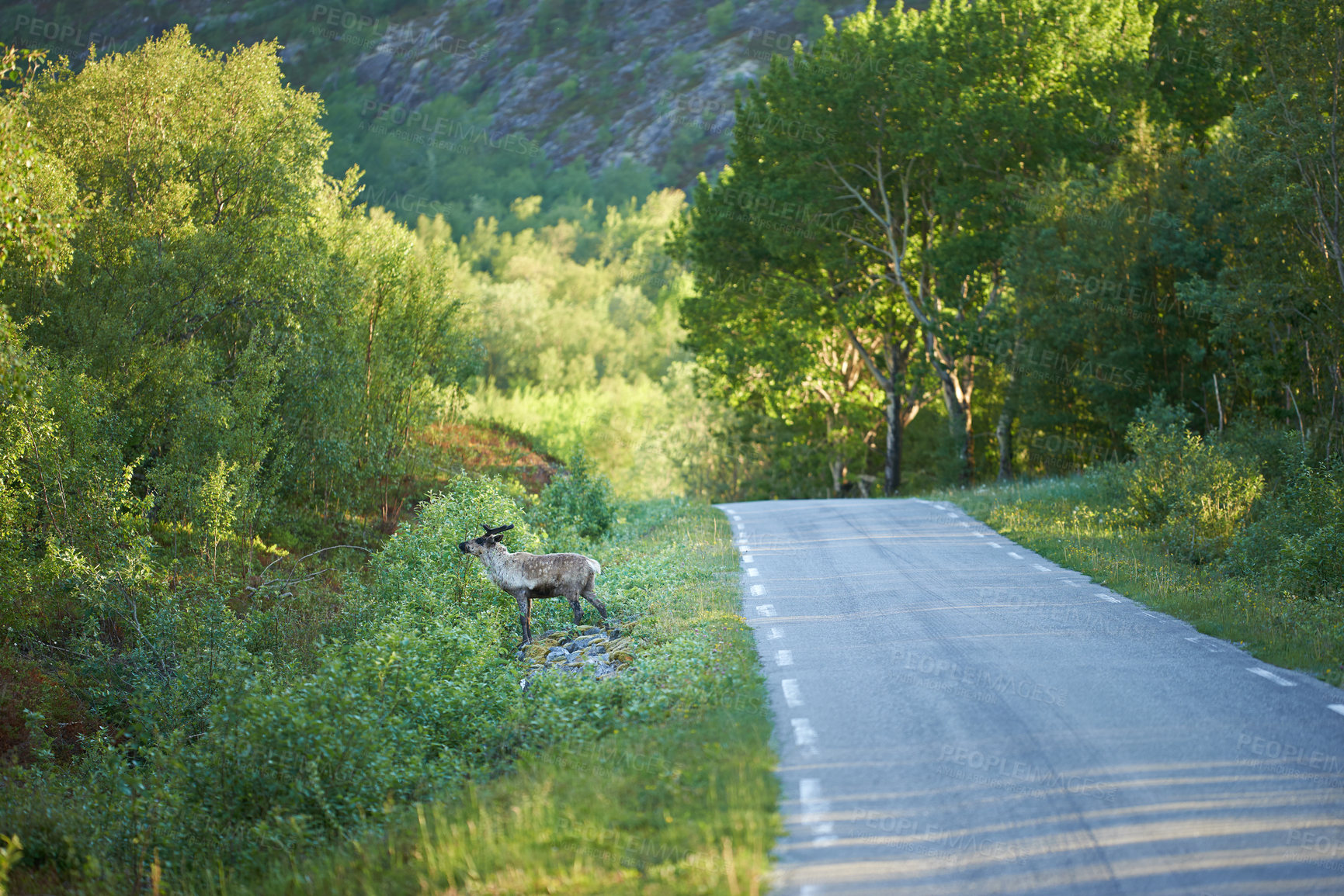 Buy stock photo Midnight sun over landscape in Nordland, Norway