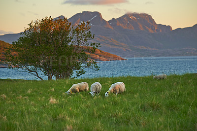 Buy stock photo Farm, field and lake with sheep grazing grass by coast outdoor in Norway. Landscape, lamb and animals by water in environment for agriculture, sustainable and ecology with herd at pasture by mountain