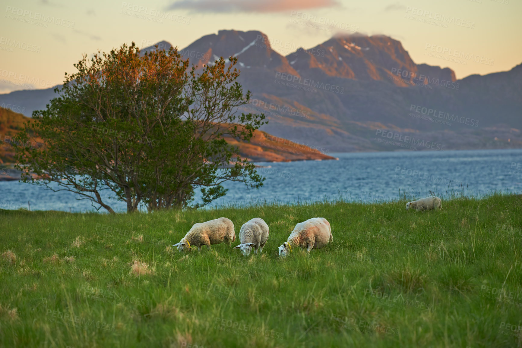 Buy stock photo Farm, field and lake with sheep grazing grass by coast outdoor in Norway. Landscape, lamb and animals by water in environment for agriculture, sustainable and ecology with herd at pasture by mountain