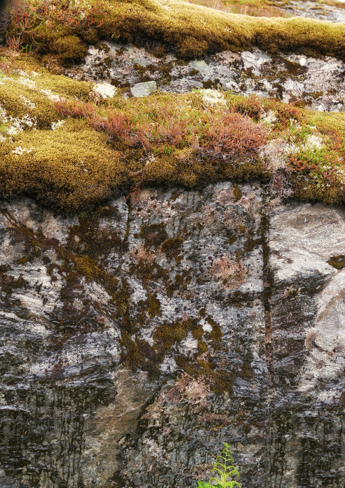 Buy stock photo Rock, moss and mountain in nature with growth for environment, sustainability or algae in countryside. Closeup, empty and ecology with moist stone for ecosystem, organic matter or explore Norway