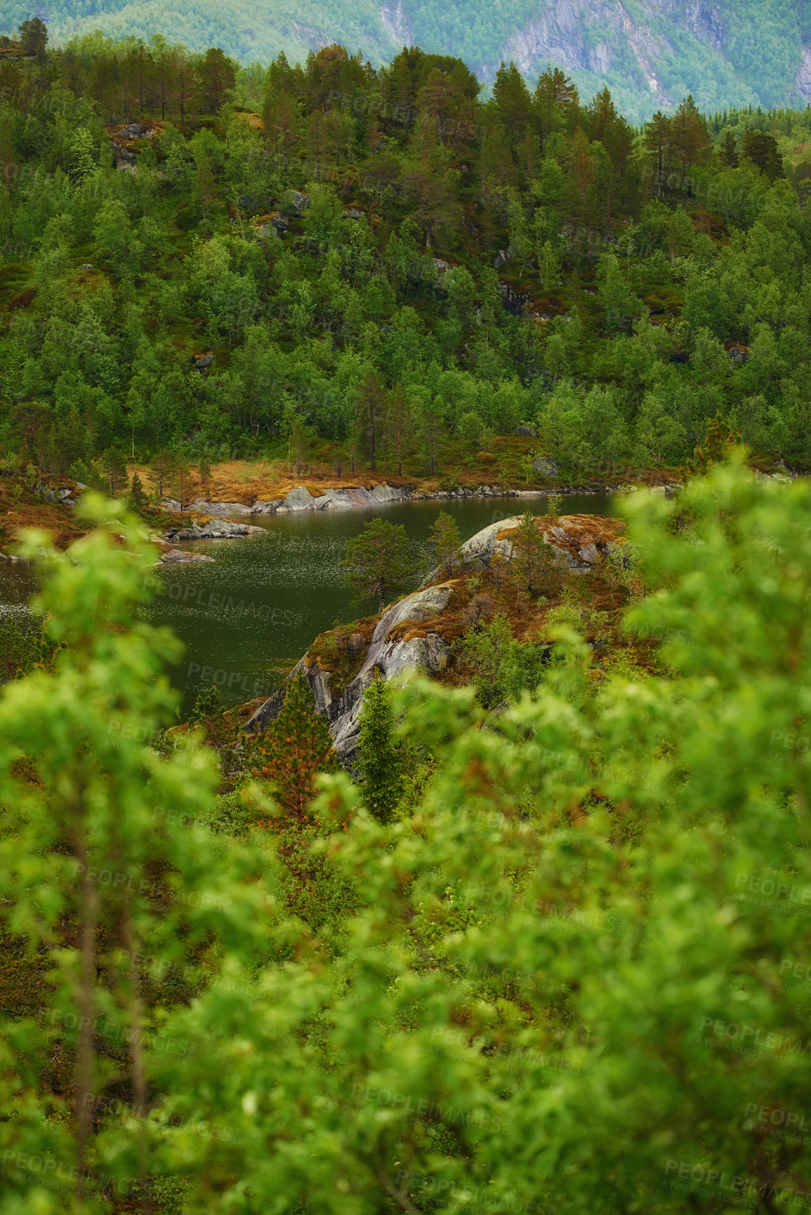 Buy stock photo Nature, river and trees in Norway for landscape, sustainable plants or national park with creek. Green, summer and beauty on Earth with reduced carbon footprint, woods or natural reserve in Europe