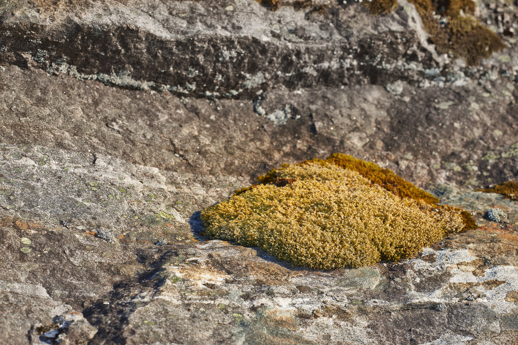 Buy stock photo Closeup, mountains and moss in woods or forest for environment, sustainability and plants. Ecology, growth and park in countryside for outdoor, adventure and trekking for organic matter in ecosystem