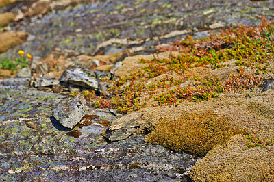 Buy stock photo Rocks, mountains and closeup of moss or environment for nature, sustainability and plants. Ecology, growth and forest in countryside for outdoor, travel and dirt, stone or organic matter in ecosystem