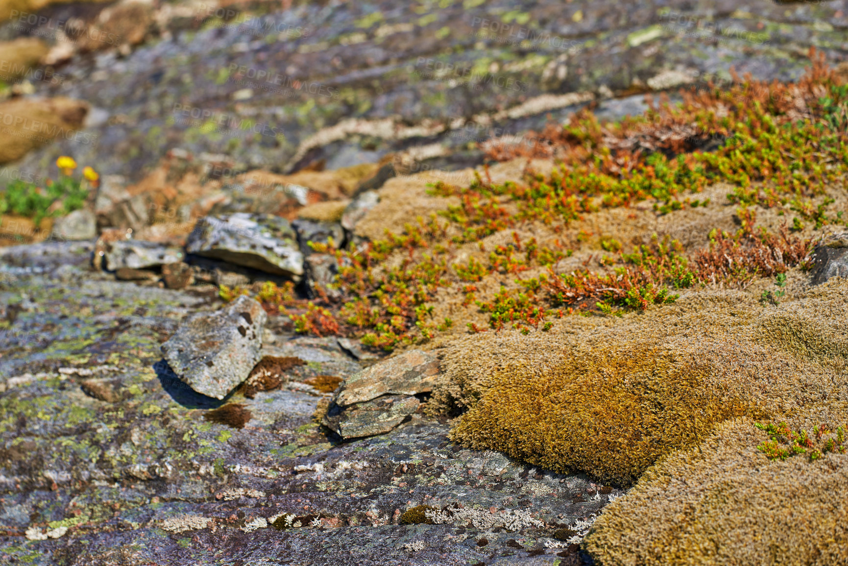 Buy stock photo Rocks, mountains and closeup of moss or environment for nature, sustainability and plants. Ecology, growth and forest in countryside for outdoor, travel and dirt, stone or organic matter in ecosystem