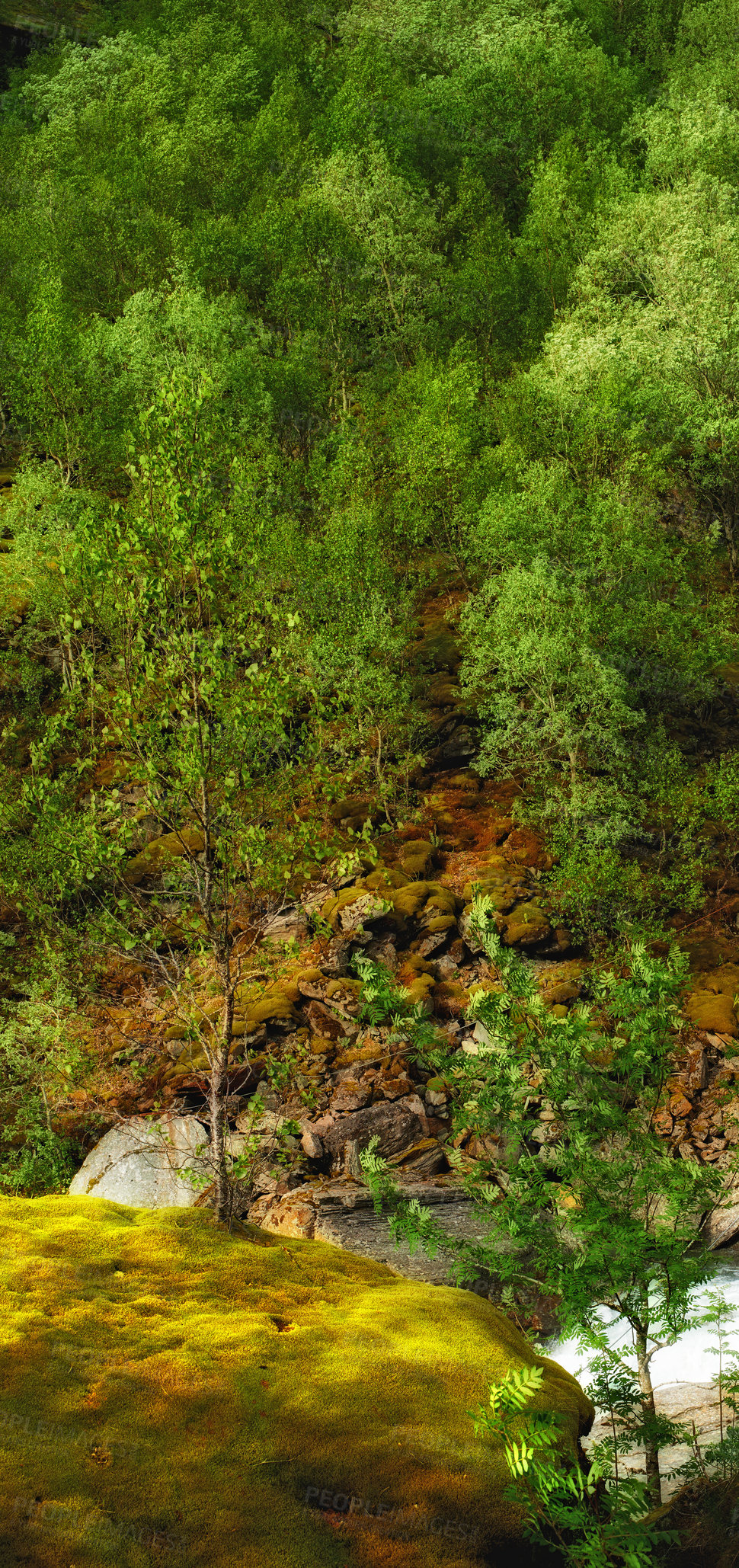 Buy stock photo Morning, trees and mountain stream with forest in winter for travel, climbing and hiking. Landscape, nature and view of green environment, river and Norway countryside for calm adventure on rocks