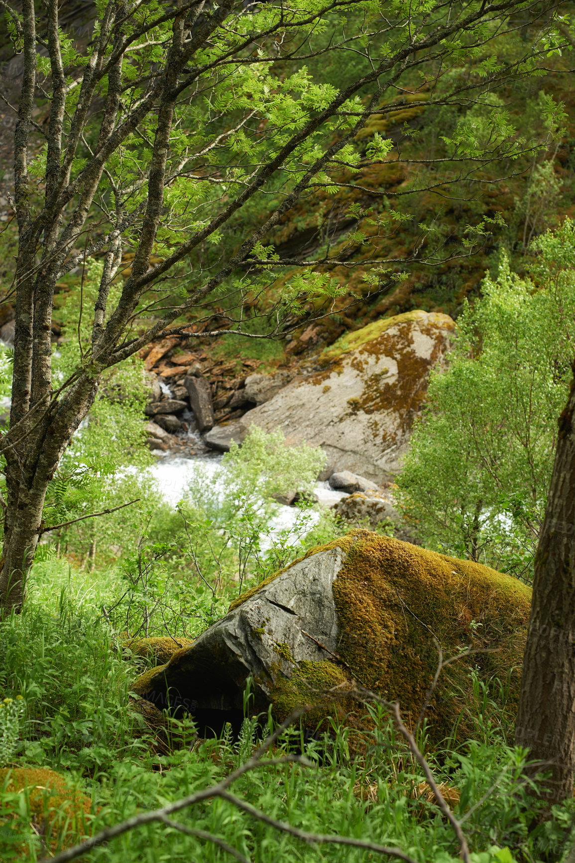 Buy stock photo Morning, woods and mountain stream with forest in winter for travel, climbing and hiking. Landscape, nature and view of green environment, clouds and Norway countryside for calm adventure on rocks