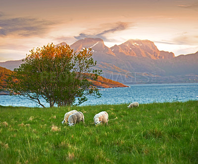 Buy stock photo A flock of sheep grazing in a lush meadow at sunset near a lake. Shaved and sheered wooly sheep eating grass on a field by the mountains. Wild livestock in Norway, Bodo. Free range organic mutton