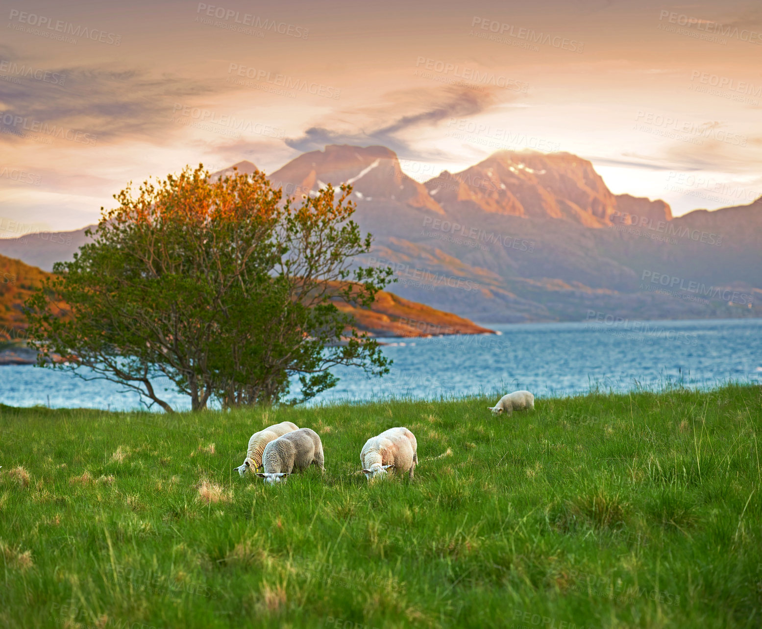 Buy stock photo A flock of sheep grazing in a lush meadow at sunset near a lake. Shaved and sheered wooly sheep eating grass on a field by the mountains. Wild livestock in Norway, Bodo. Free range organic mutton